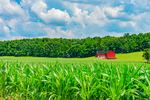 Tableau sur toile Indiana red barn in rural farm country with corn crop