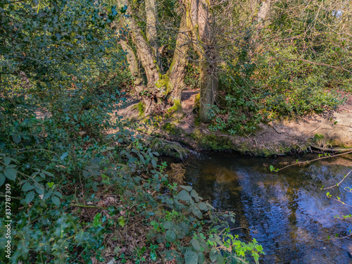 river in the woods