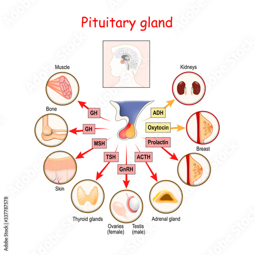 hormones of pituitary gland photo