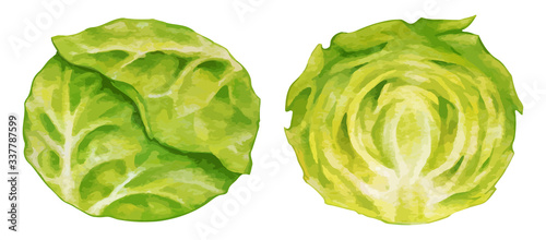 cabbage　キャベツ　きゃべつの断面のイラスト