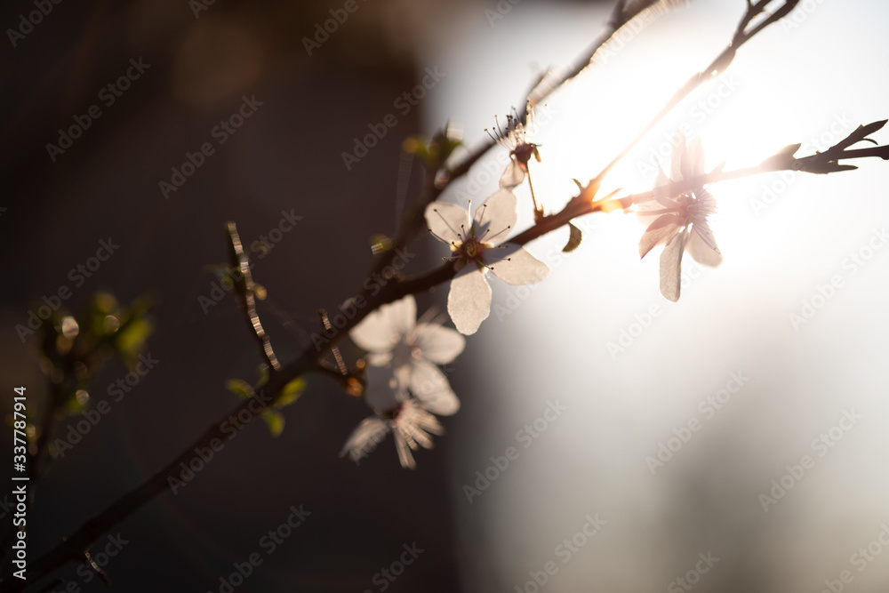 Weiße Blüten an Ästen im Sonnenuntergang. Frühlingserwachen, Makroaufnahme Weiße Blüten an Ästen im Sonnenuntergang. Frühlingserwachen, Makroaufnahme