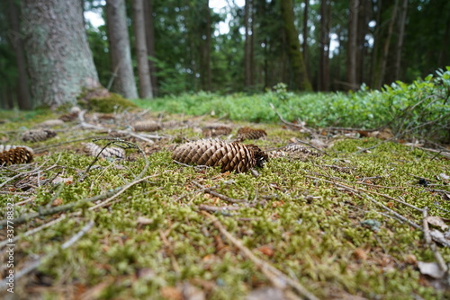 Pine cone lies on the forest floor