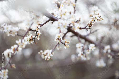 Weiße Blüten an Ästen. Frühlingserwachen, Makroaufnahme