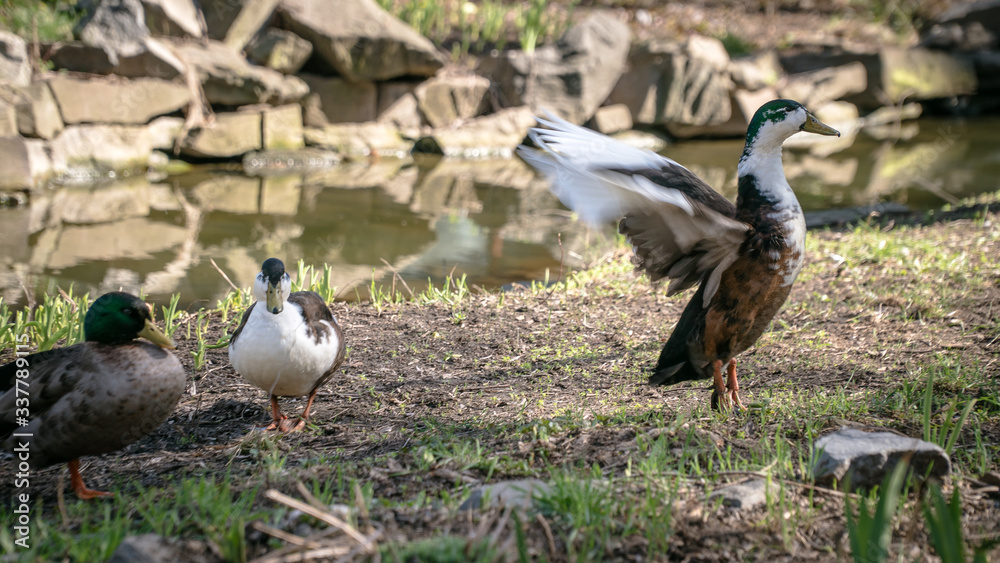 three ducks sit near the water and one spreads its wings three ducks sit near the water and one spreads its wings