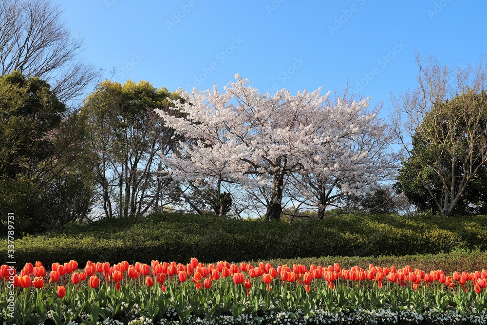 custom made wallpaper toronto digital馬見丘陵公園の桜とチューリップ