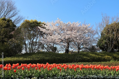 Wallpaper Mural 馬見丘陵公園の桜とチューリップ Torontodigital.ca