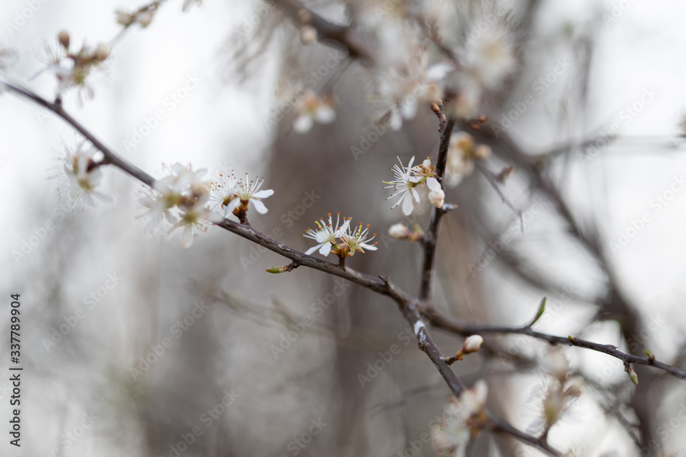 Weiße Blüten an Ästen. Frühlingserwachen, Makroaufnahme