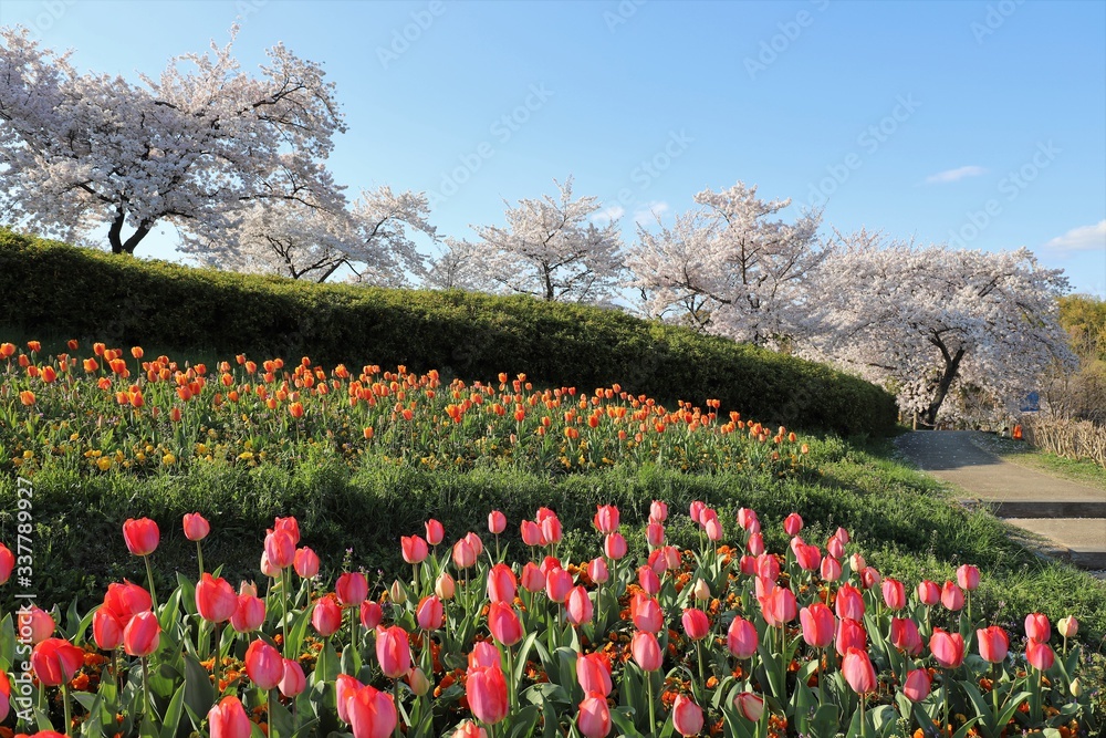 custom made wallpaper toronto digital馬見丘陵公園の桜とチューリップ