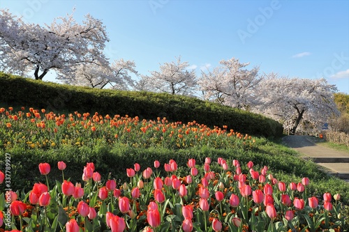 Wallpaper Mural 馬見丘陵公園の桜とチューリップ Torontodigital.ca