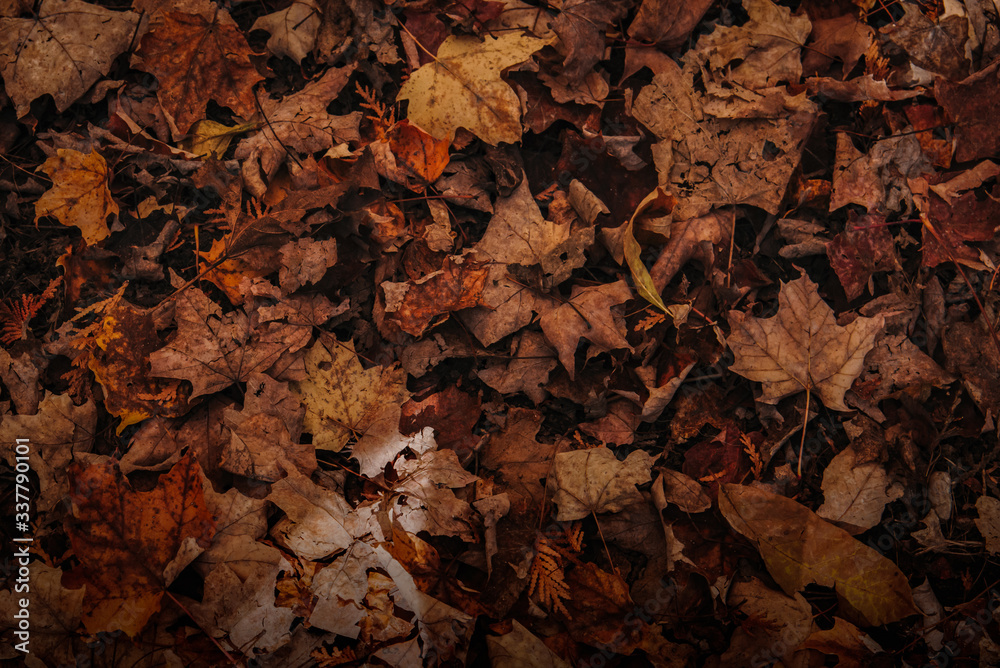 fallen autumn leaves on the ground in piles