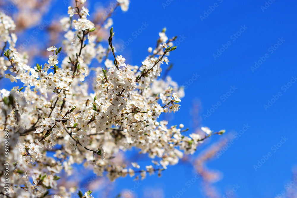 Flowering tree with cherry apricot apple blossom in springtime against a clear blue sky in sunny day. Copyspace for text. Flowering tree with cherry apricot apple blossom in springtime against a clear blue sky in sunny day. Copyspace for text.