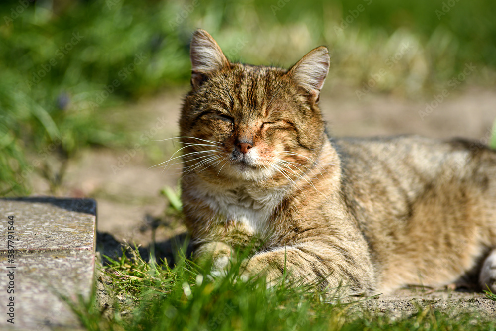 A free-living cat lounging in the sun in the garden. A free-living cat lounging in the sun in the garden.