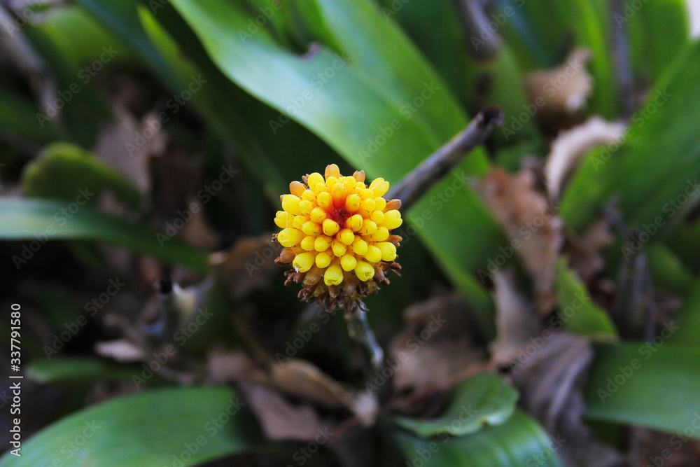 yellow flower yellow flower