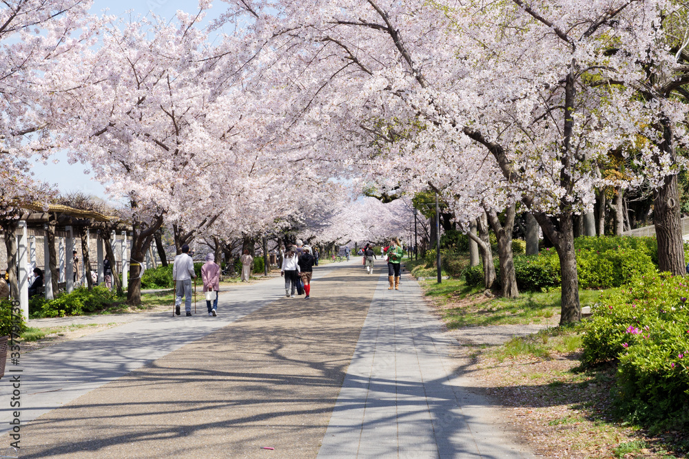 桜に包まれた散歩道