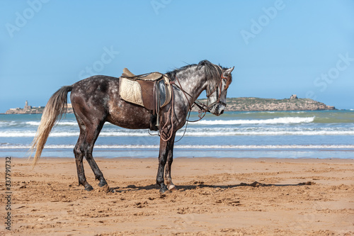 Grey barbary horse under saddle, Morocco