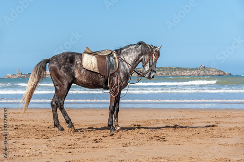 Canvas Print Grey barbary horse under saddle, Morocco