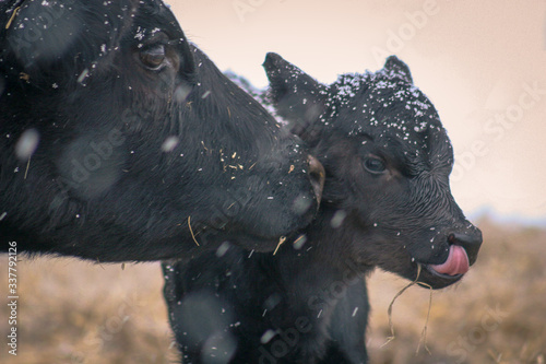 Billede på lærred Black angus cow with calf showing affection, calf with tongue cleaning nose in t