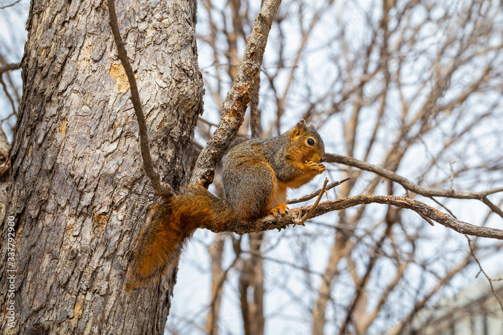squirrel on a tree squirrel on a tree