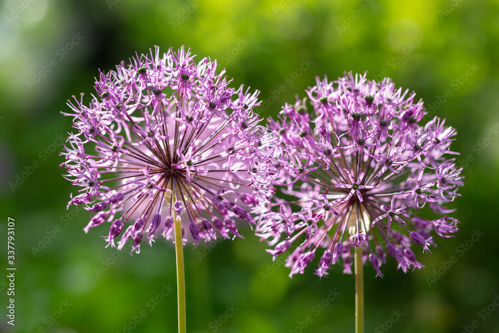 purple allium flowers growing in a garden purple allium flowers growing in a garden