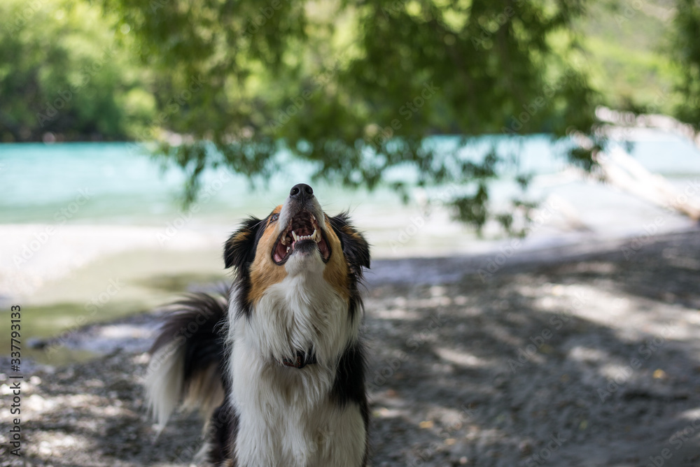 Fototapeta premium brown white dog border collie playing by the river