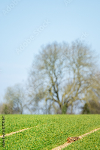 Brown hare (Lepus europaeus) sitting in tractor track in arable field