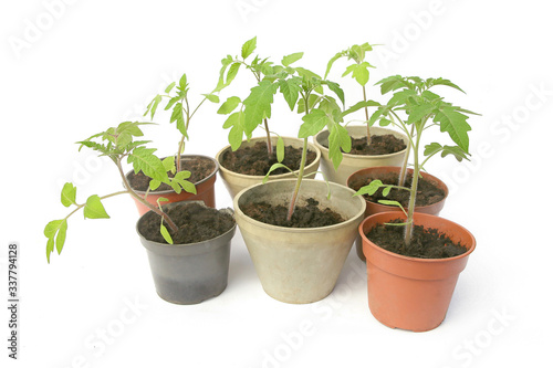 Tomatoes seedling isolated on white background, Young tomatoes growing in pot before planting in the ground..