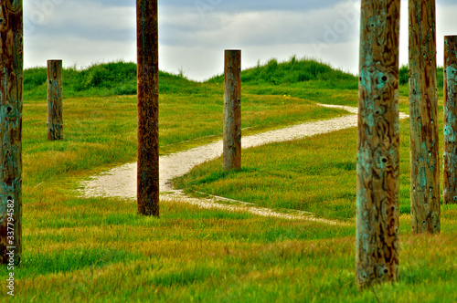 Path through poll field, Palo Alto Baylands photo