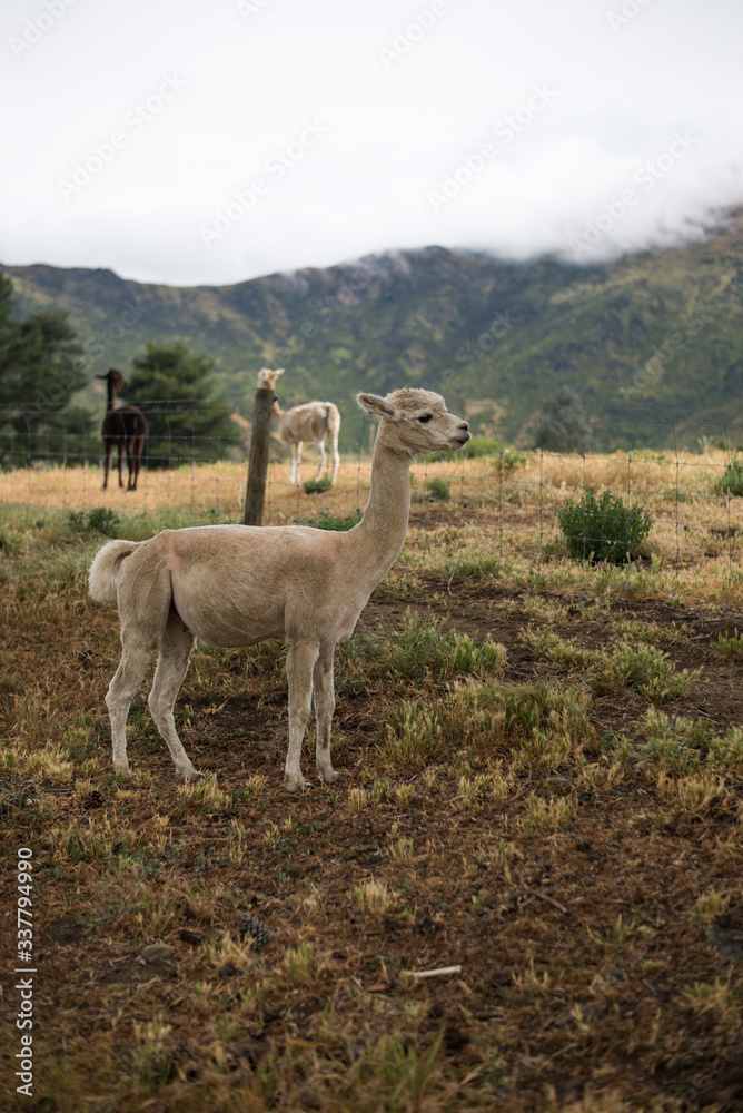 Naklejka premium llama in the mountains