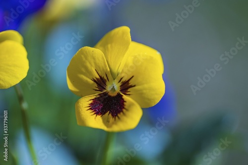 Beautiful view of flowers pansies  isolated on  background. Gorgeous nature backgrounds.