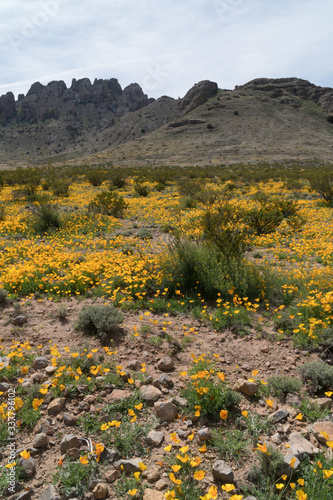 Poppies in the Florida Mountains, N.M.