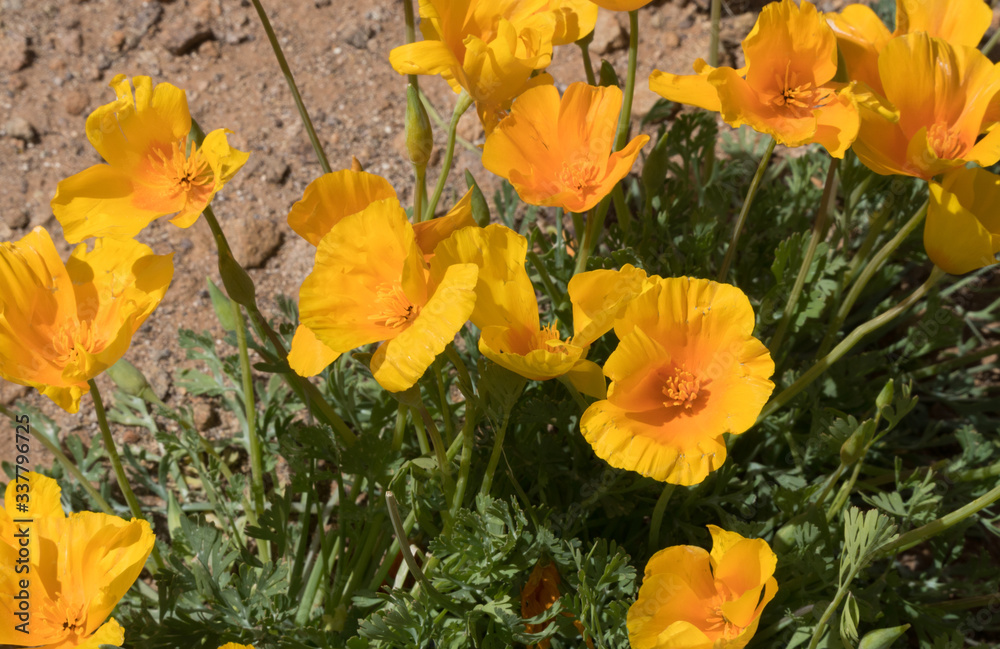 Poppy cluster blossums in New Mexico.