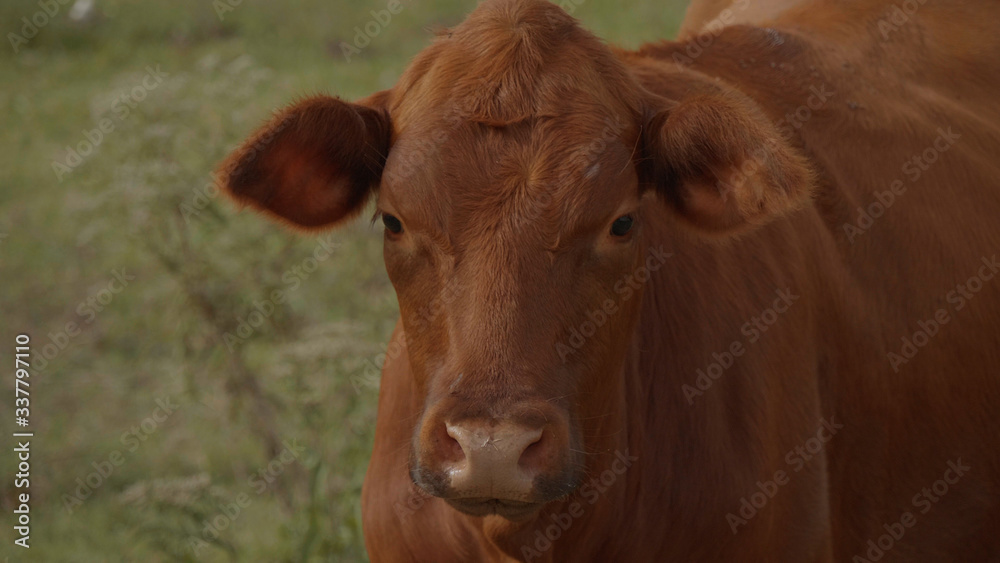 Cows and Cattle on a farm close up shot - USA 2017