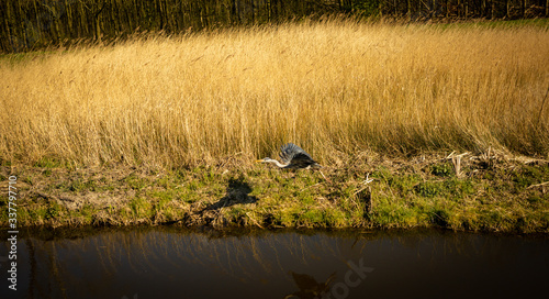 White stork, Ciconia near water, dutch wild nature photo