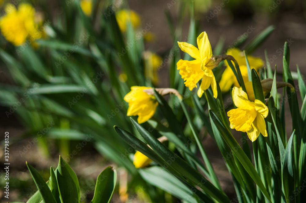 Yellow daffodils closeup on blurred background Yellow daffodils closeup on blurred background