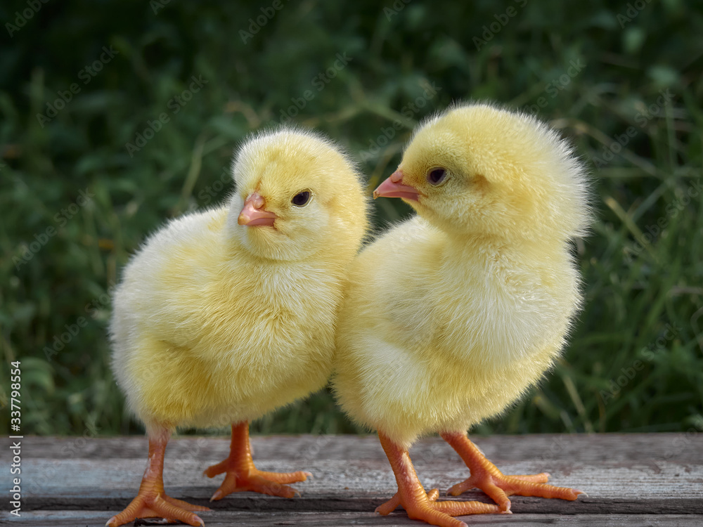 Small chicken closeup on background. Small chicken closeup on background.