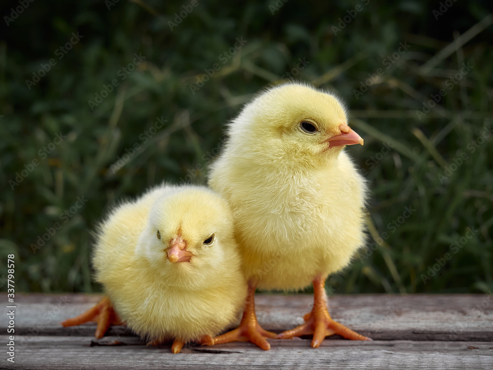 Small chicken closeup on background. Small chicken closeup on background.