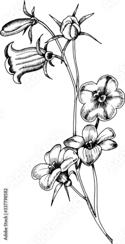 Monochrome hand drawn sketch of campanula flowers.