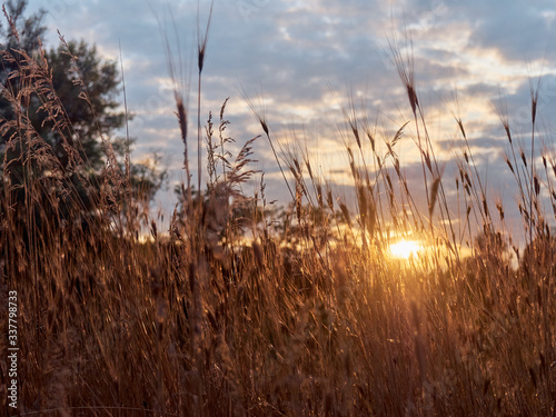 Meadow wild grass at sunset.