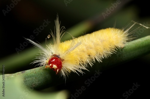 Caterpillar found in nature in Southeast Brazil.