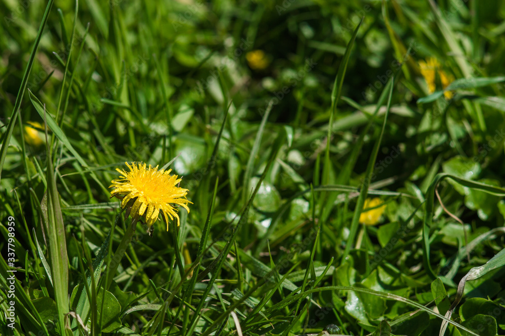 Yellow dandelions closeup on blurred background Yellow dandelions closeup on blurred background