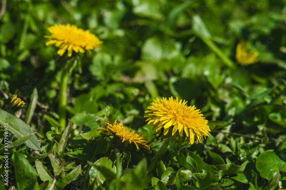 Yellow dandelions closeup on blurred background Yellow dandelions closeup on blurred background
