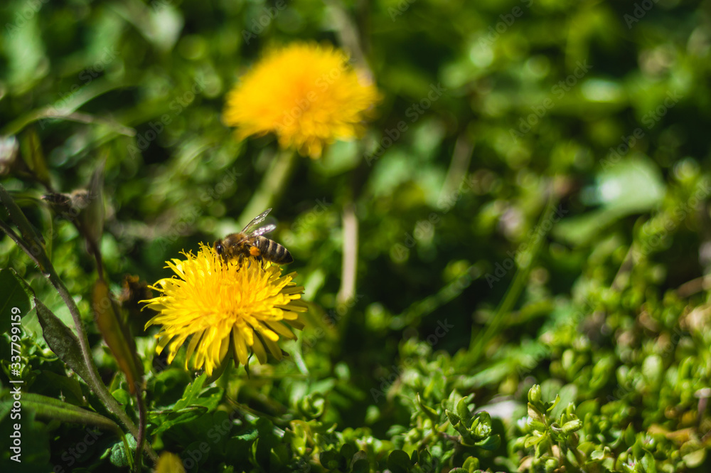 Yellow dandelions closeup on blurred background Yellow dandelions closeup on blurred background