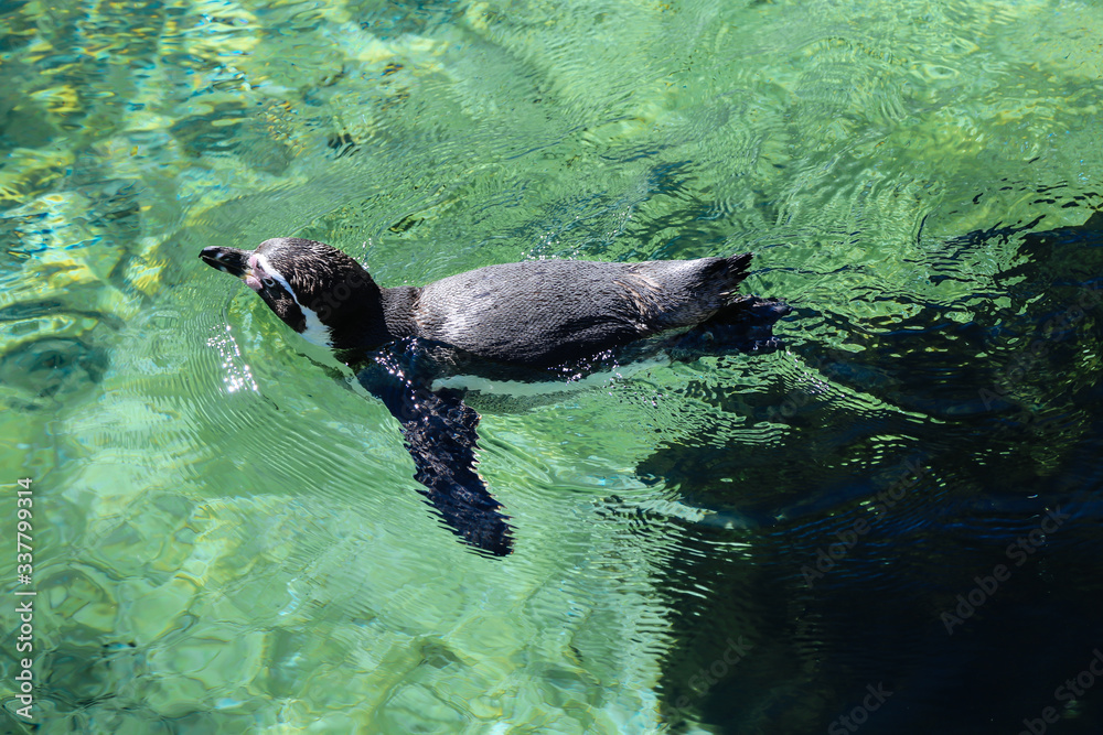 Fototapeta premium A group of penguins in the zoo. Humboldt Penguin (Spheniscus humboldti) swimming.