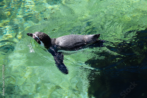A group of penguins in the zoo. Humboldt Penguin  Spheniscus humboldti  swimming.