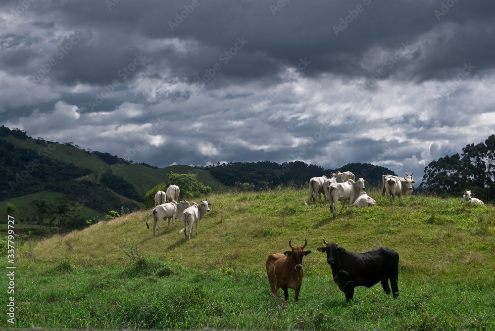 Cow in the field