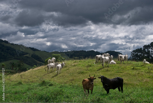 Cow in the field © Traveler