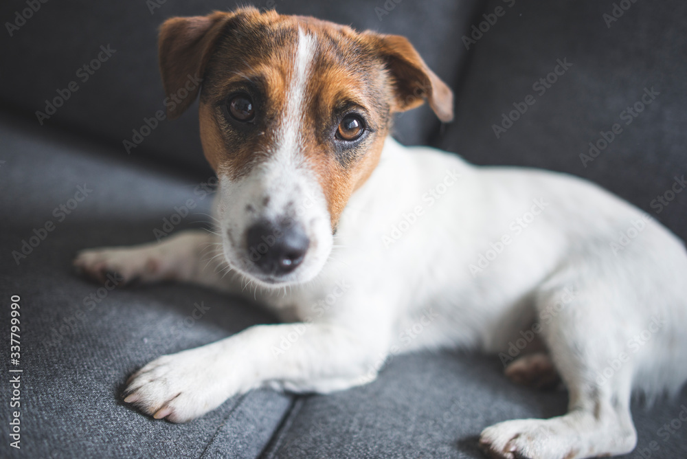 jack russell terrier puppy