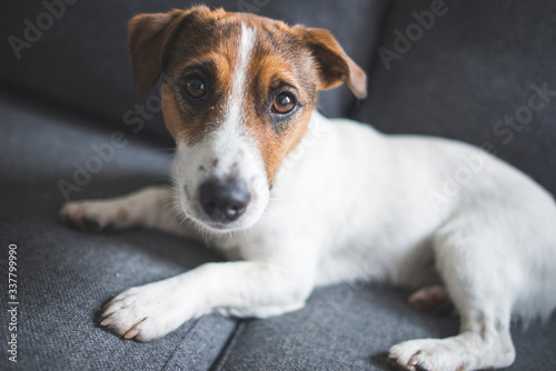 jack russell terrier puppy © EIVIND