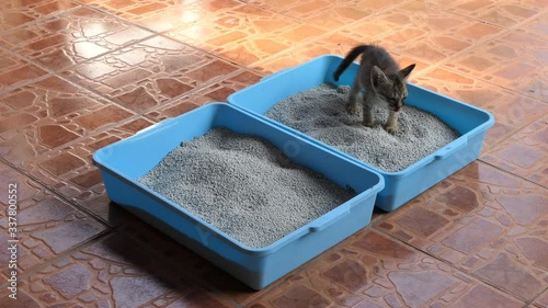 Cat dispose in litter box