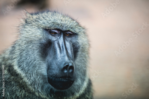 portrait of baboon © EIVIND